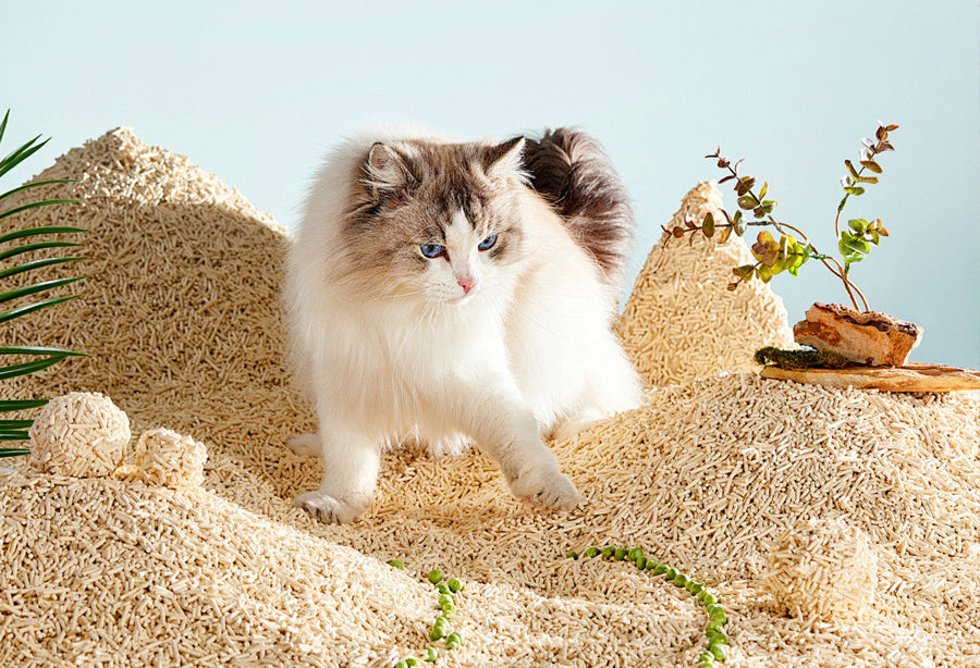 Low-Plastic Living, Starting with Cat Litter: 7 Habits for Greener Scooping