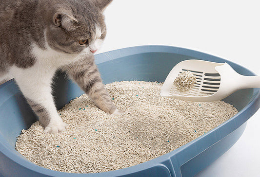 Tofu vs. Bentonite vs. Pine: Costs, Experience, and Eco Impact—Explained